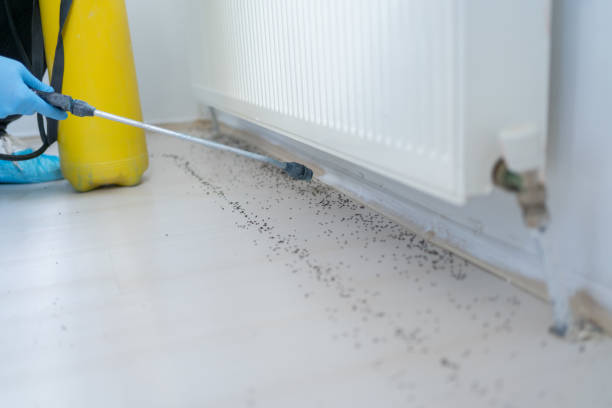 Best Ant Control Services  in Sylvan Lake, MI